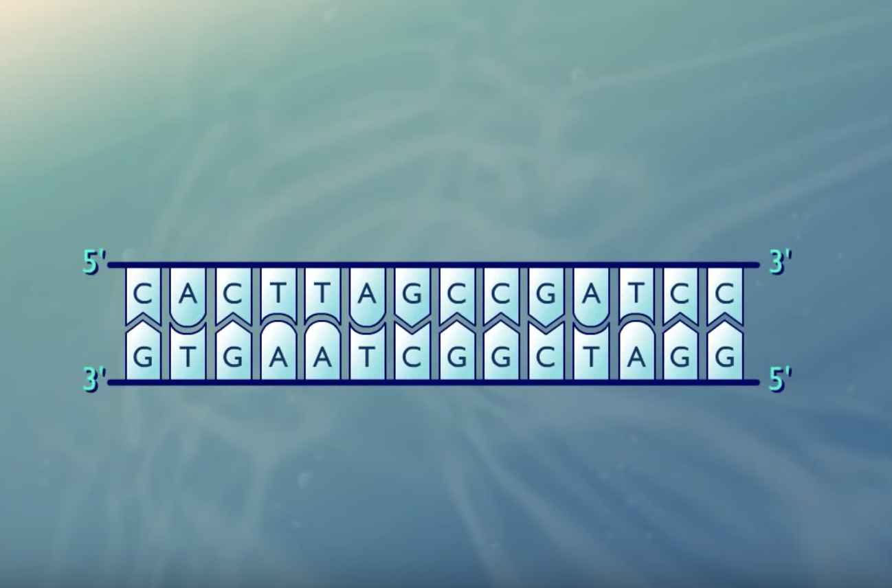 Sanger-Sequencing-Video-Preview